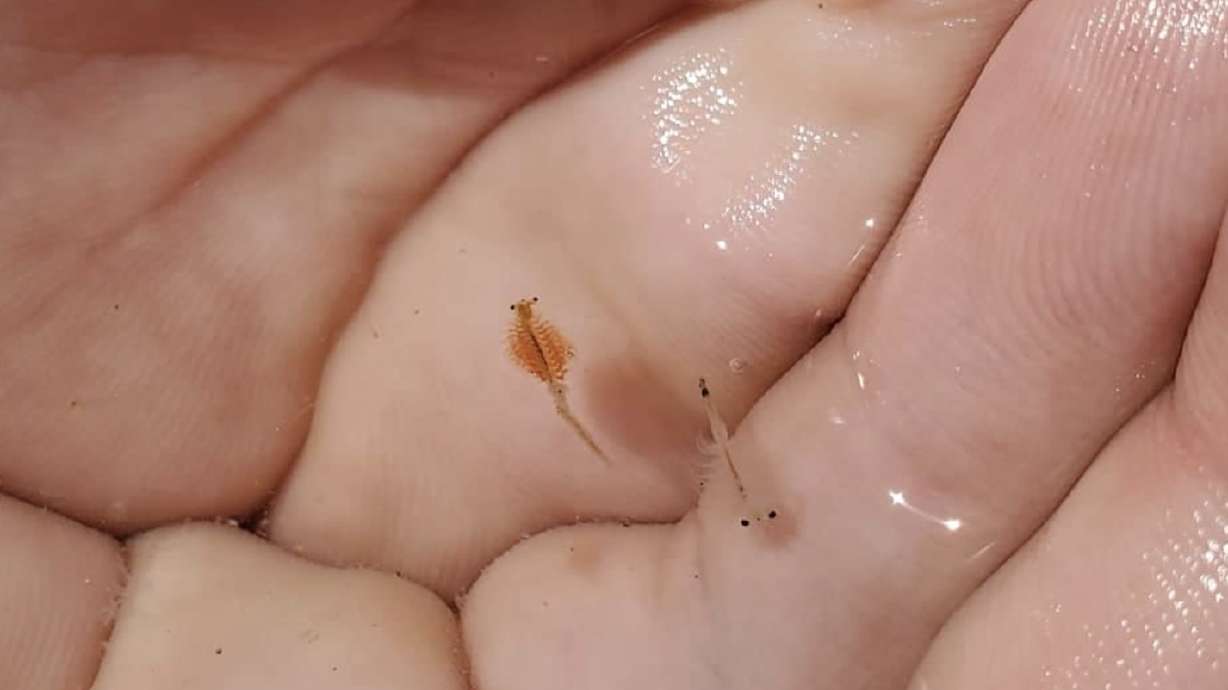 Brine shrimp are held in the palm of a person on Dec. 15, 2020. Brine shrimp cyst collection jumped considerably over the past year after improvements to the Great Salt Lake ecosystem, state wildlife officials said Thursday. (Utah Division of Wildlife Resources).